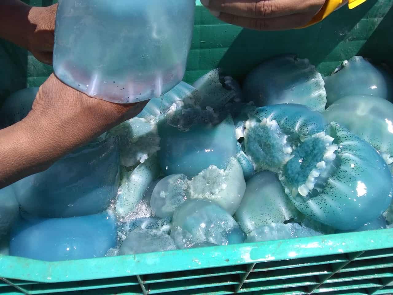 Conapesca determina medida de medusas para pesca