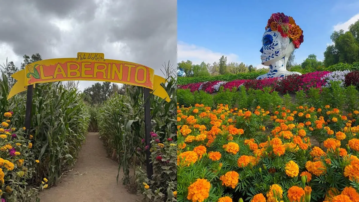 Vive la tradición y la belleza del Día de Muertos y Halloween, entre flores, calabazas y una belleza espectacular, solo en la Ruta del Maíz.
