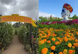 Ruta del Maíz: el fascinante rincón otoñal de Tijuana que celebra el Día de Muertos y Halloween