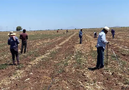 Apoya Sindicato de Jornaleros a los agricultores