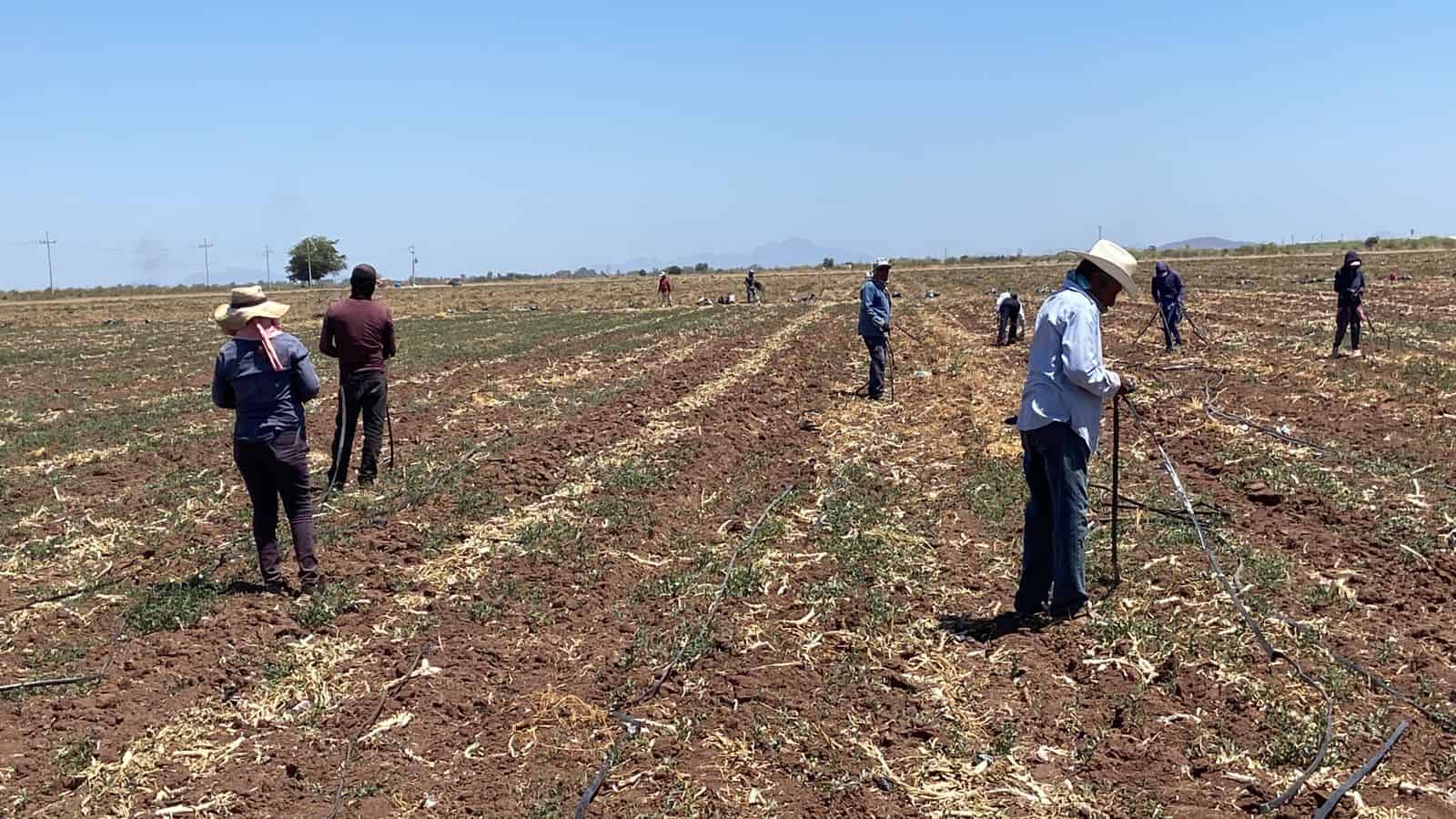 Apoya Sindicato de Jornaleros a los agricultores