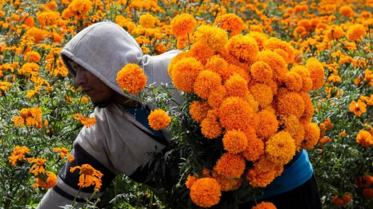 ¿Qué significa la flor de cempasúchil?