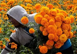¿Qué significa la flor de cempasúchil y por qué es símbolo del Día de Muertos?