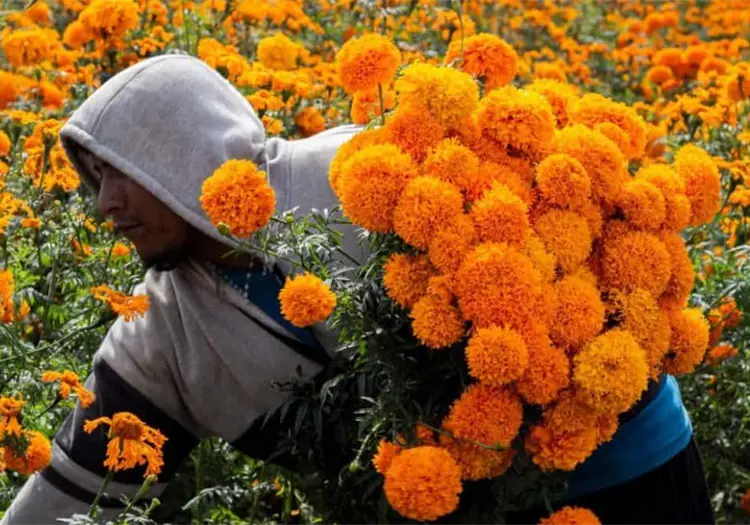 ¿Qué significa la flor de cempasúchil y por qué es símbolo del Día de Muertos?