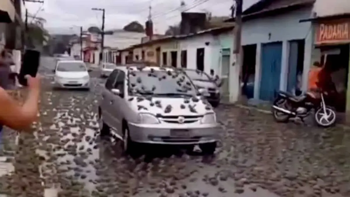 VIDEO | ¿Se registró una “lluvia” ranas en Brasil? Esto sabemos