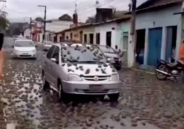 VIDEO | ¿Se registró una "lluvia" ranas en Brasil? Esto sabemos