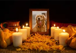 Día de Muertos: ¿Qué elementos esenciales debe de llevar una ofrenda dedicada a las mascotas?