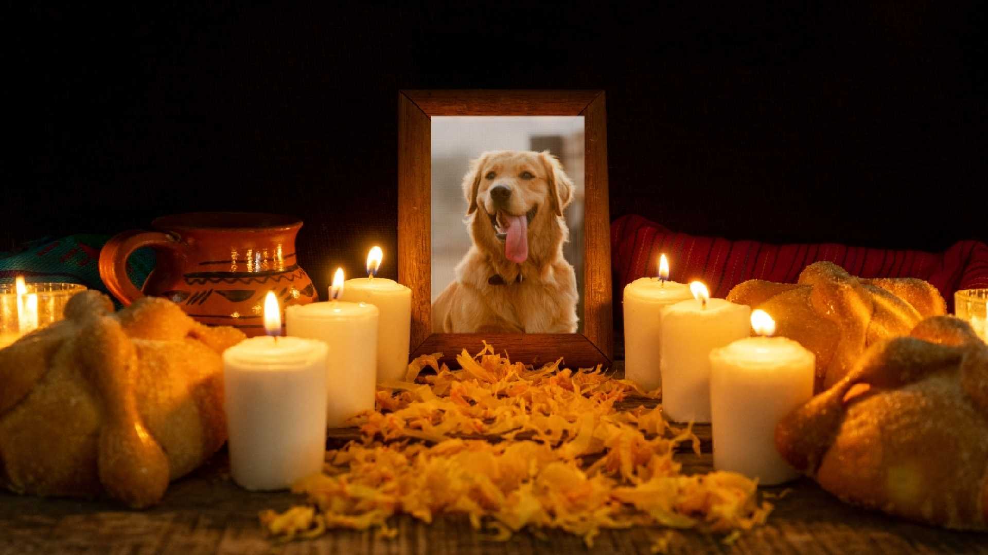 Día de Muertos: ¿Qué elementos esenciales debe de llevar una ofrenda dedicada a las mascotas?