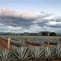 Tequila será sede de la décima edición del certamen 100 Imperdibles de México
