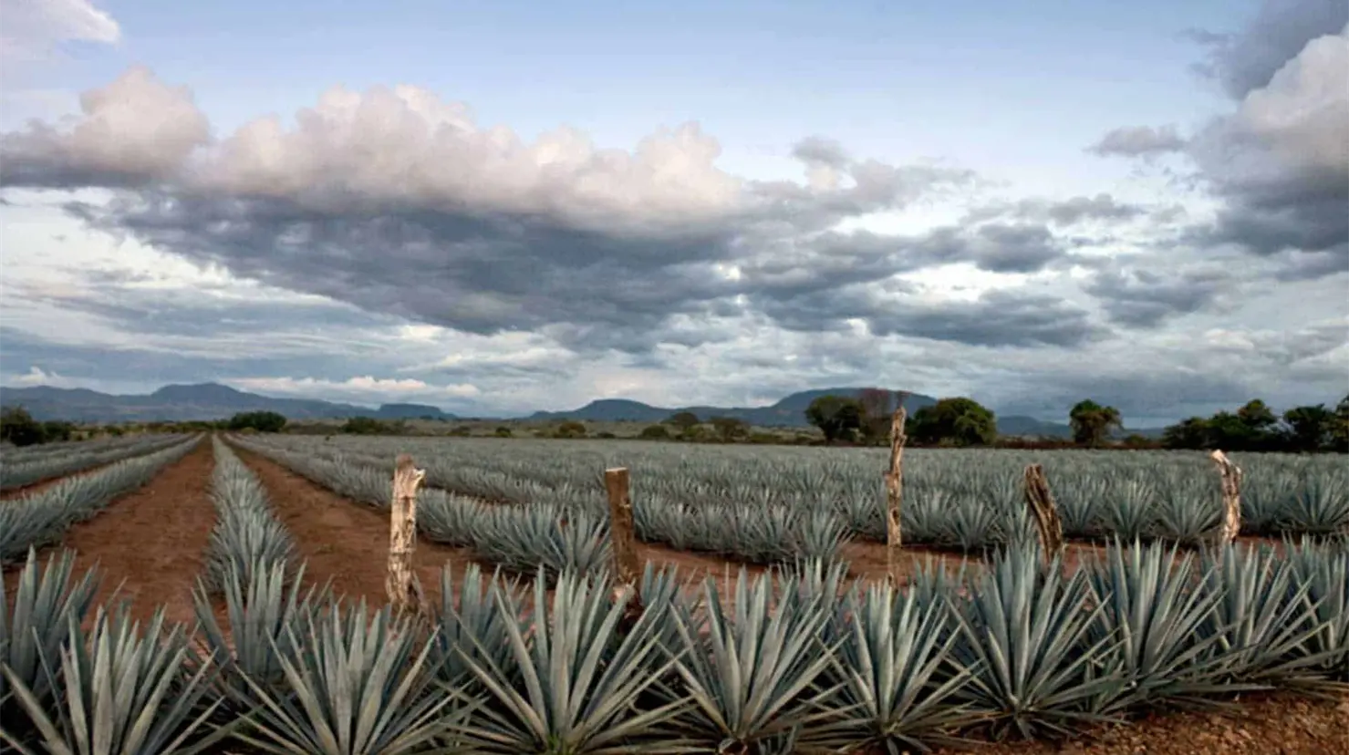 Tequila será sede de la décima edición del certamen 100 Imperdibles de México