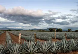 Tequila será sede de la décima edición del certamen 100 Imperdibles de México