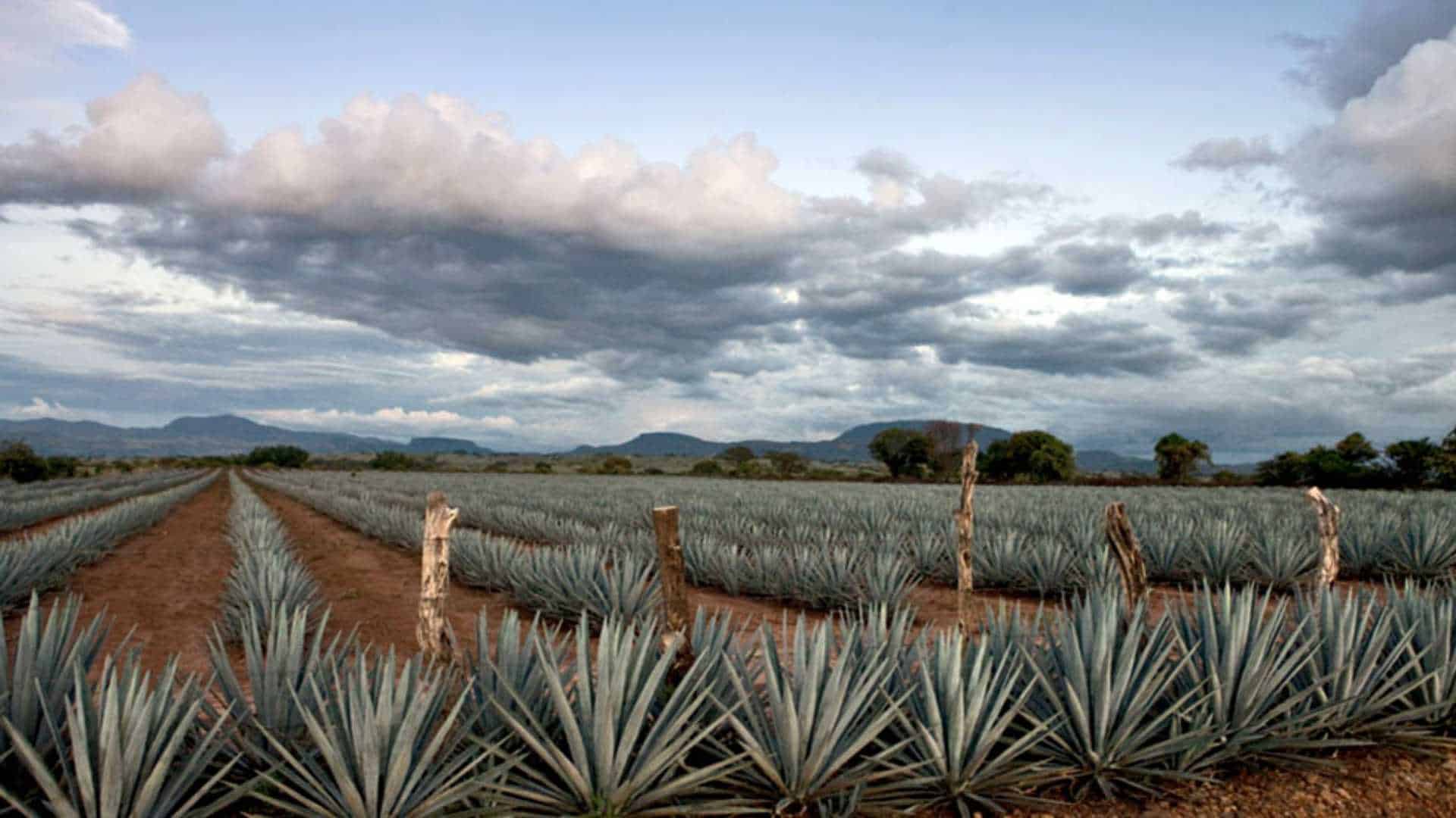Tequila será sede de la décima edición del certamen 100 Imperdibles de México