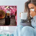 Equinácea: ¿Cómo ayuda al sistema inmunológico contras los síntomas de la gripe?