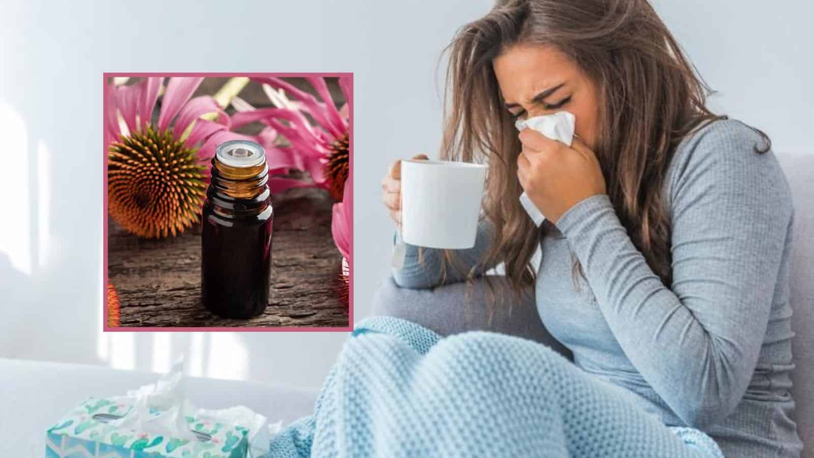 Equinácea: ¿Cómo ayuda al sistema inmunológico contras los síntomas de la gripe?