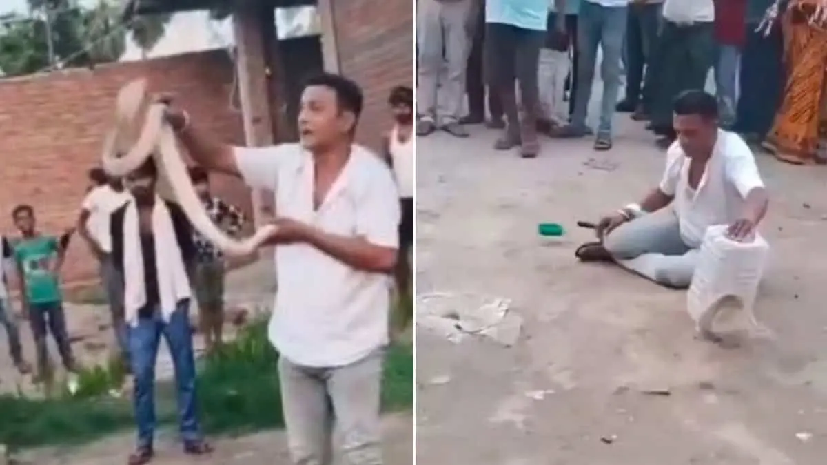VIDEO | Muere encantador de cobras ante el público; lo mordió una de las serpientes