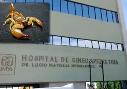 IMSS: muerte de niña picada por alacrán en kínder de Hermosillo fue por falta de antídoto IMSS: muerte de niña picada por alacrán en kínder de Hermosillo fue por falta de antídoto