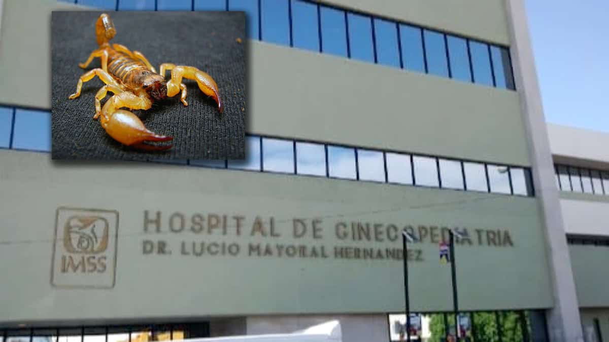 IMSS: muerte de niña picada por alacrán en kínder de Hermosillo fue por falta de antídoto