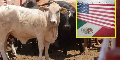 Exportación de ganado lista para reactivarse
