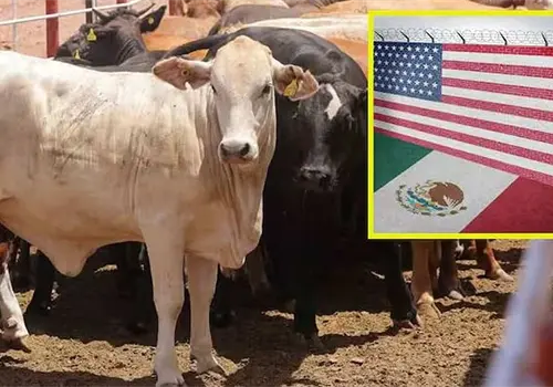 Exportación de ganado lista para reactivarse Exportación de ganado lista para reactivarse