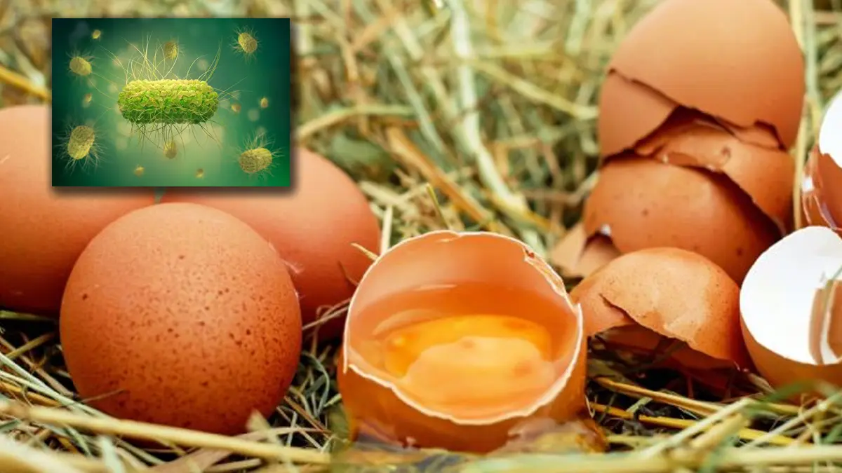 Huevos contaminados con salmonela: inicia el retiro urgente de carteras de todas las tiendas