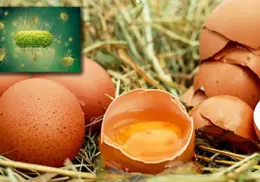 Huevos contaminados con salmonela: inicia el retiro urgente de carteras de todas las tiendas