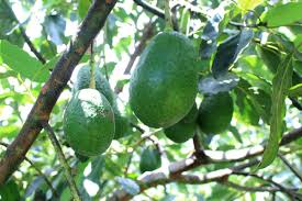 Sader garantizará calidad de aguacate para exportación