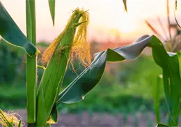 Productores de maíz en México intensifican protestas: no hay acuerdo con el gobierno, aseguran Productores de maíz en México intensifican protestas: no hay acuerdo con el gobierno, aseguran