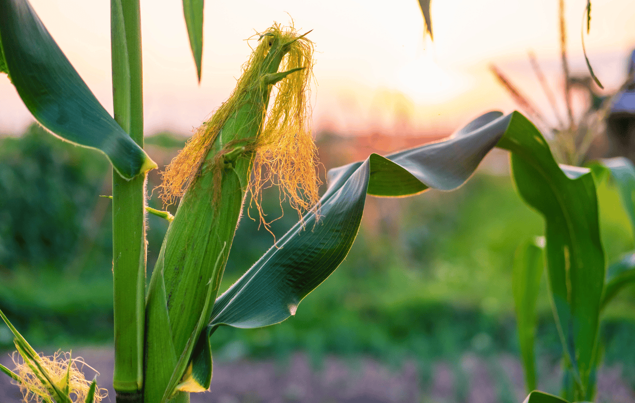 Productores de maíz en México intensifican protestas: no hay acuerdo con el gobierno, aseguran