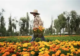 La flor de cempasúchil cubre México en Día de Muertos, pero el cambio climático la pone en riesgo La flor de cempasúchil cubre México en Día de Muertos, pero el cambio climático la pone en riesgo