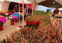 El Mercado de Abastos de Navojoa se llena de color con la flor del Día de Muertos El Mercado de Abastos de Navojoa se llena de color con la flor del Día de Muertos