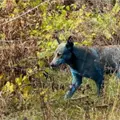 Perros color azul brillante aparecen en Chernóbil por presunta exposición a sustancias químicas Perros color azul brillante aparecen en Chernóbil por presunta exposición a sustancias químicas