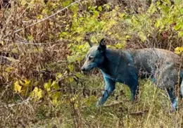 Perros color azul brillante aparecen en Chernóbil por presunta exposición a sustancias químicas