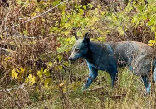 Perros color azul brillante aparecen en Chernóbil por presunta exposición a sustancias químicas