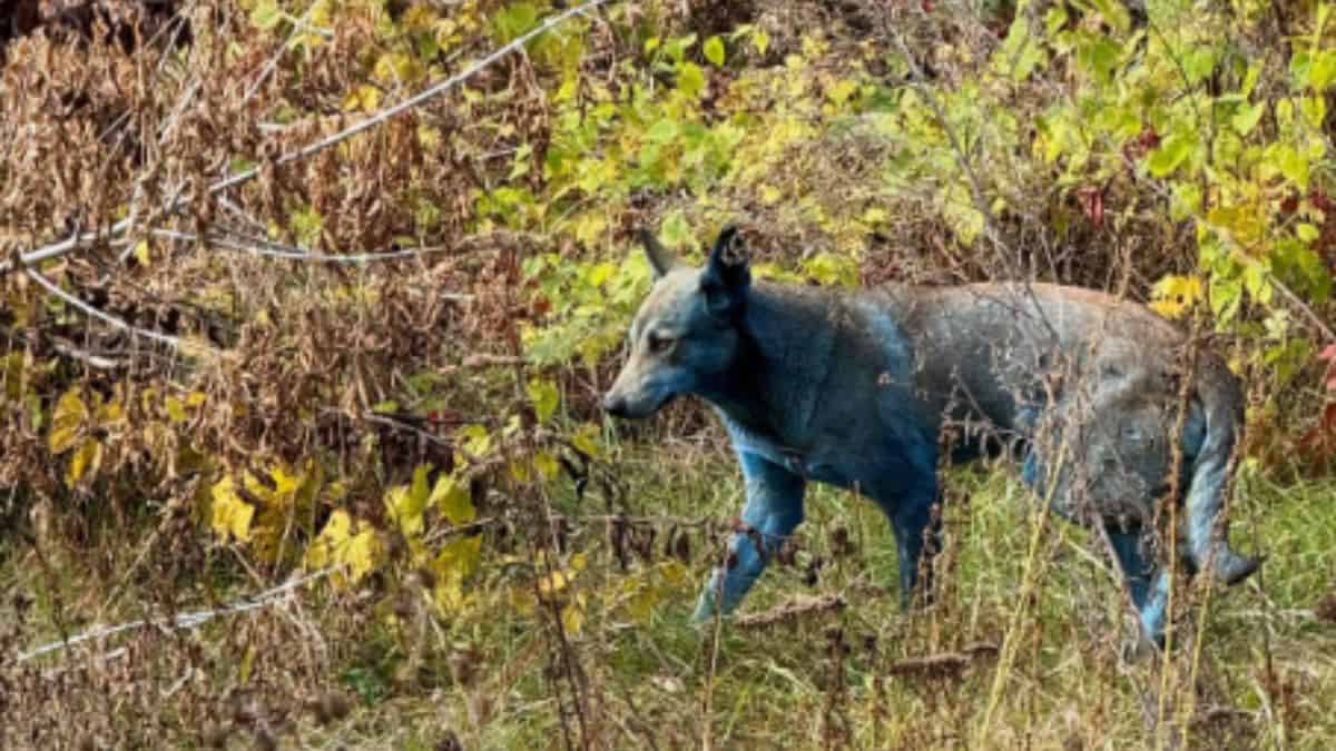 Perros color azul brillante aparecen en Chernóbil por presunta exposición a sustancias químicas