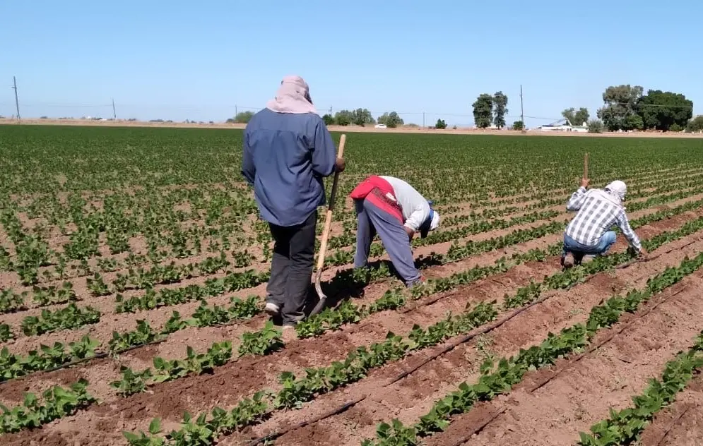 Celebran reactivación agrícola en el Valle del Mayo