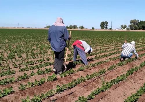 Celebran reactivación agrícola en el Valle del Mayo