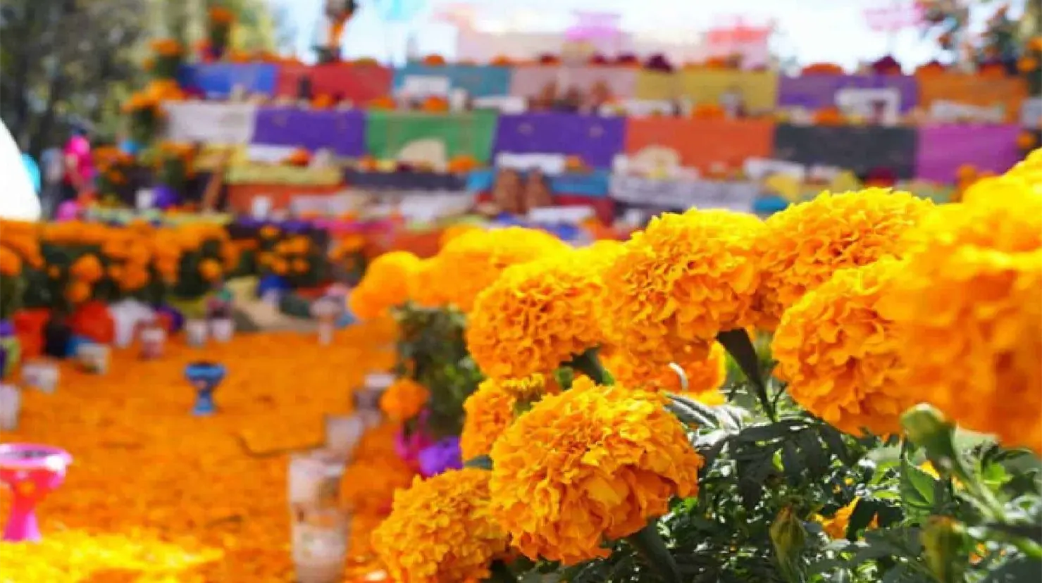 El cempasúchil, símbolo del Día de Muertos y orgullo mexicano.