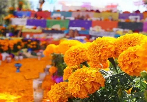 ¿Cempasúchil mexicano o clon chino? Así puedes reconocer la auténtica flor del Día de Muertos