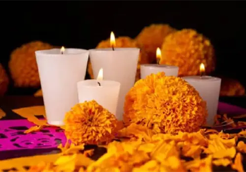 Por qué la flor de cempasúchil solo se da en Día de Muertos