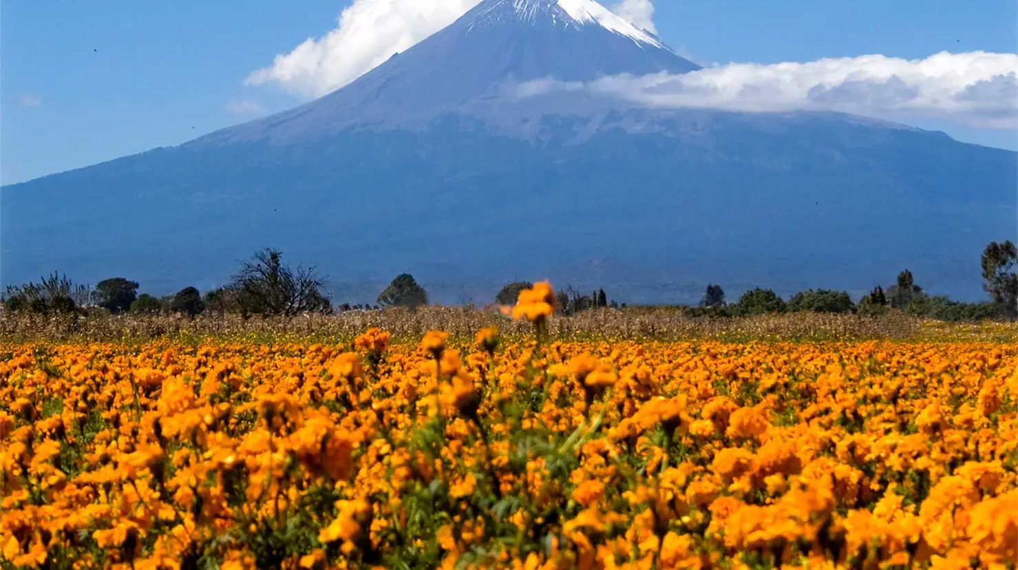 Para este año, se sembraron más de un millón de macetas