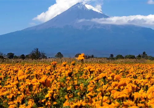 Puebla se corona como líder en la producción de cempasúchil y terciopelo para el Día de Muertos