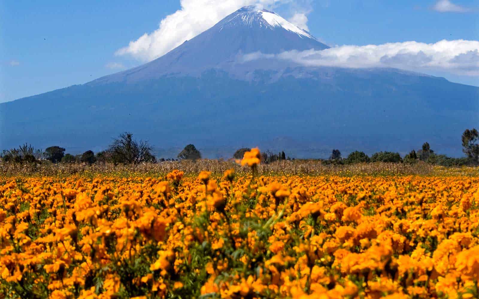 Puebla se corona como líder en la producción de cempasúchil y terciopelo para el Día de Muertos