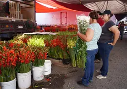 Llegaron las flores a Ciudad Obregón Llegaron las flores a Ciudad Obregón