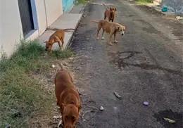 Baja rickettsia en Sonora durante 2025 Baja rickettsia en Sonora durante 2025