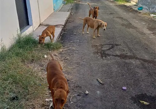 Baja rickettsia en Sonora durante 2025