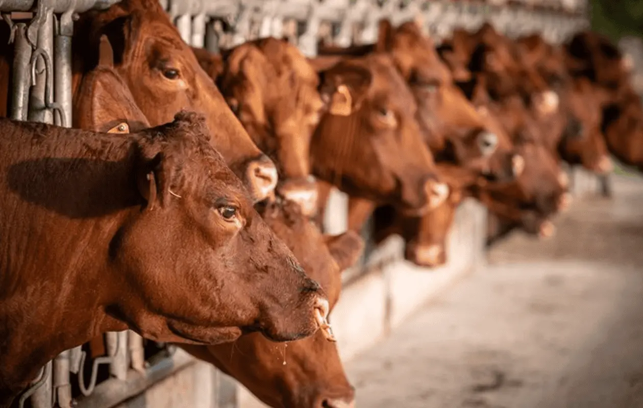 La falta de importaciones ha ocasionado un aumento significativo en los precios.