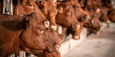 Texas pide reapertura de frontera a ganado mexicano