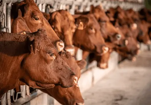 Texas pide reapertura de frontera a ganado mexicano