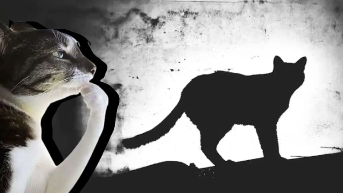 Estos son los enigmas más grandes detrás del comportamiento de los gatos