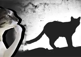 Estos son los enigmas más grandes detrás del comportamiento de los gatos